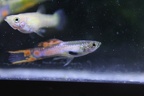 Scarlet Endler