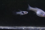 Blau endler