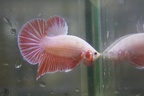 Pink MHPK Male Betta