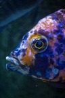 Aulonocara sp,
