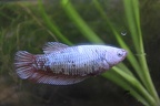 Red/Greed Full Dragon Betta female