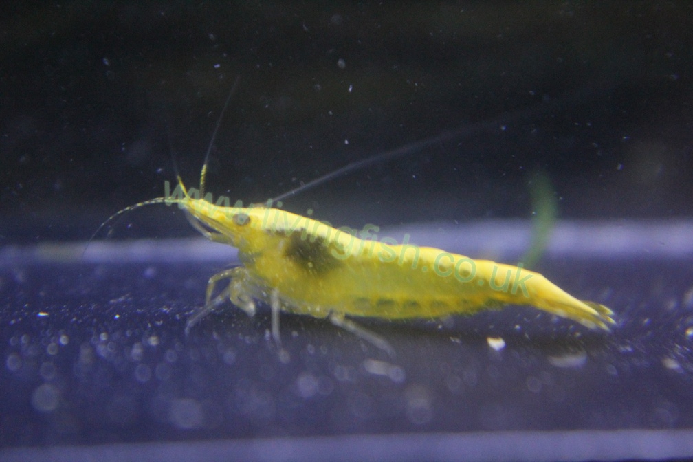 Yellow Cherry shrimp