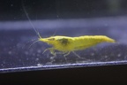 Yellow Cherry shrimp