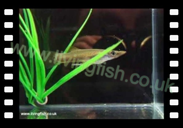 This fish is a nasty little livebearer.
While it's related to the guppy it's far from being a friend addition to any tank. As this fish will happily eat any fish half it's own size.
Males get to 4-5 inches
Females are usually more likely to get to 6-10 inches
Largest fish know of was around 18 inches in length.
These are not active fish, they tend to sit and wait for prey fish to swim past them.
Males will never be seen in front of the females as they too could easily become food to large females.
The male live behind the females and rarely moves from that position.
The female will usually give birth every 4-5 weeks and the feeding reaction in females is so well turned off the female will not eat any fish or fry for over 24 hours. youtube-_Kx6g2ARe-E-52deb6bfc59b7.jpg