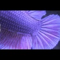 Blue PK Dumbo Betta splenens