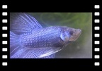 Black/Blue Male Betta Splendens