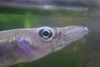 Belonesox belizanus