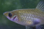 Phallichthys amates amates