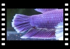 Purple Salamanda HMPK Dumbo.