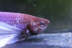 Purple Salamanda HMPK Dumbo