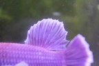 Purple Salamanda HMPK Dumbo