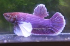 Purple Salamanda HMPK Dumbo