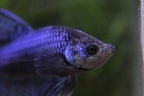 Black/blue HM male 
