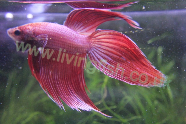 Pink VT male