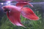 Pink VT male