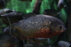 Freshwater Fish