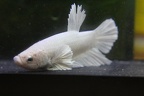 HMPK Dumbo Platinum White 