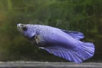 HM Blue dragon