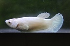 HMPK Dumbo Platinum White Matching Pair (female)