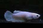 Pastle Blue Dumbo Female