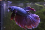 Full dragon Blue/red fin