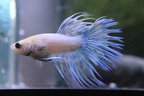 Male white/blue Crown tail (CT)