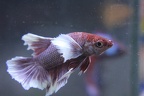 Red-white HMPK Dumbo