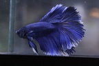 Blue/ white edgeing HM male