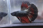 Black/Red HM Male