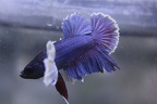 Blue Dumbo/big ears HMPK Male