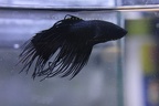 Black orchid CT male