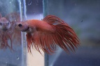 Pale Red CT male 