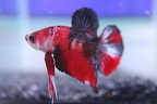 Koi tricolour HMPK Betta