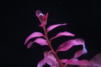 Aquatic Plants